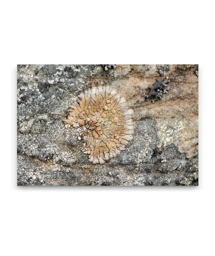 Rock Lichen, Carpenter Mountain, HJ Andrews Forest, Oregon, USA