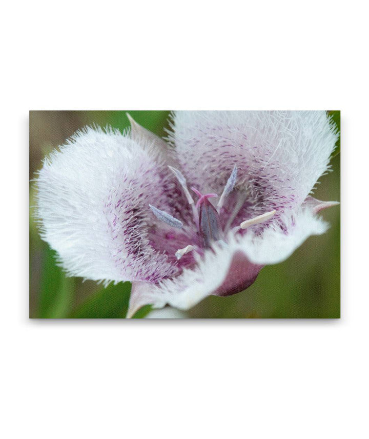 Tolmie star-tulip, Pigeon Butte, William L. Finley National Wildlife Refuge, Oregon