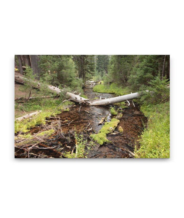 Annie Creek, Castle Crest Wildflower Garden, Crater Lake National Park, Oregon