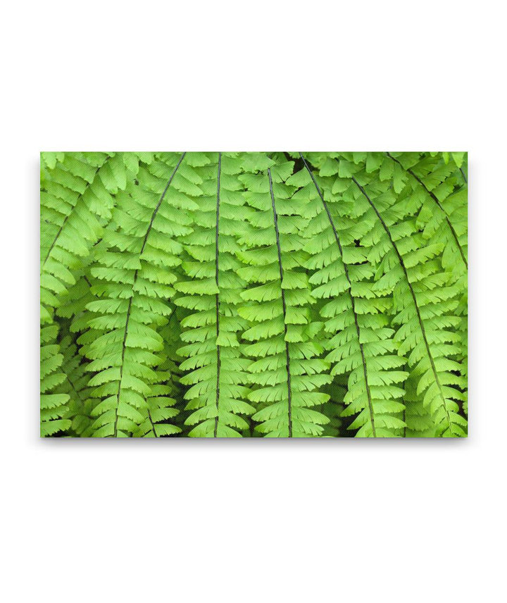 Northern Maidenhair Fern, James Irvine Trail, Prairie Creek Redwoods, California