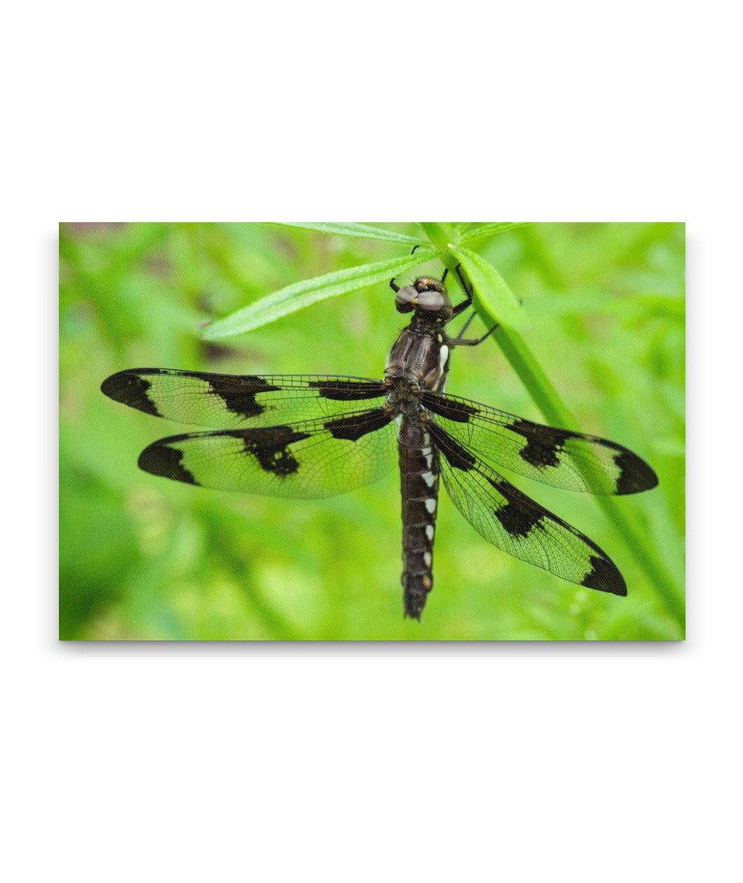 Whitetail Dragonfly, William L. Finley National Wildlife Refuge, Oregon, USA