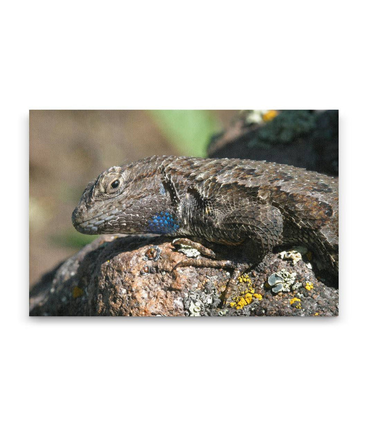 Western Fence Lizard, Hogback Mountain, Klamath Falls, Oregon