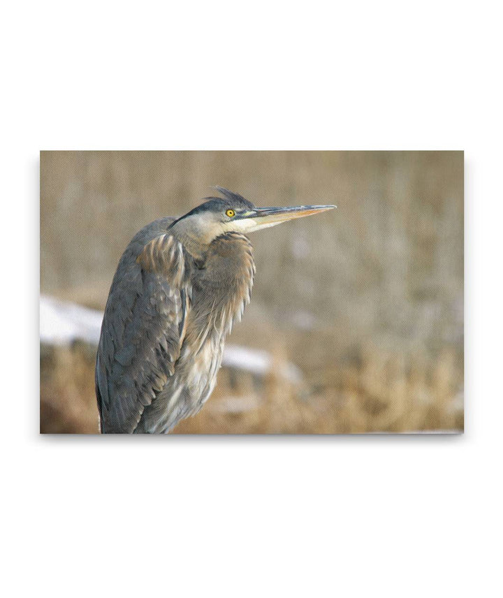 Great Blue Heron, Tule Lake National Wildlife Refuge, California, USA