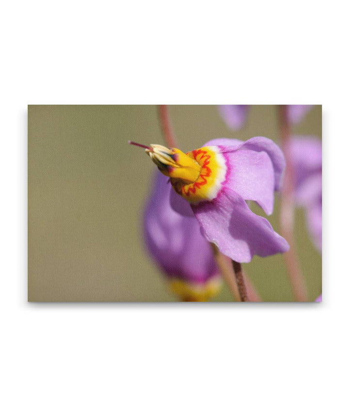 Few-Flowered Shooting Star, Turnbull National Wildlife Refuge, Washington, USA