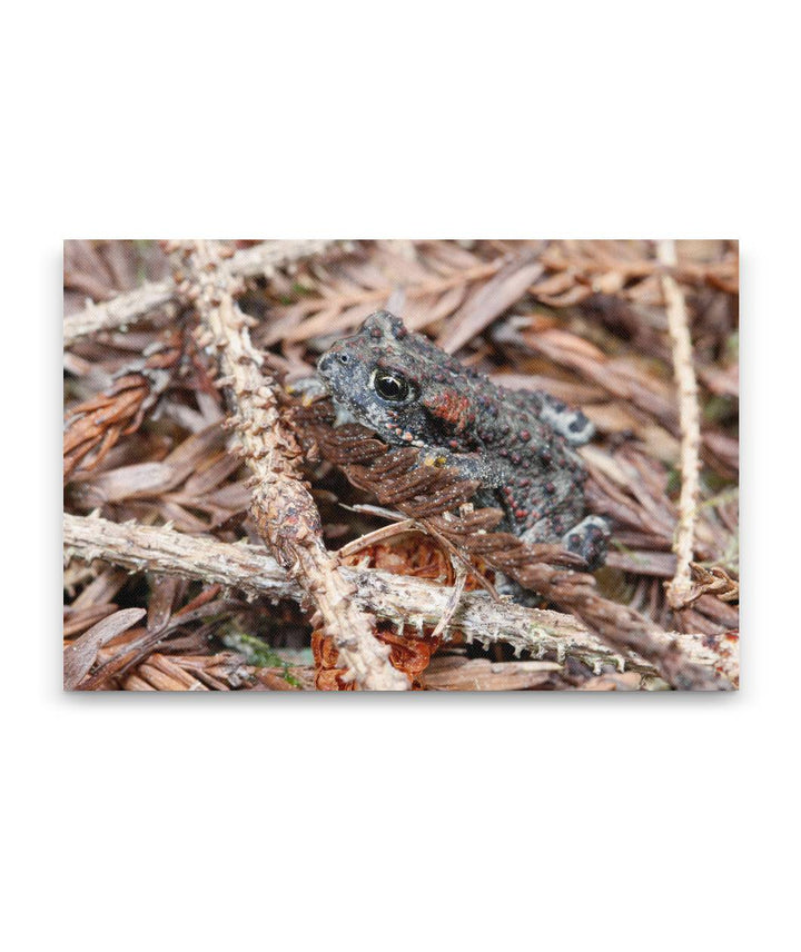 Boreal Toad, Prairie Creek Redwoods State Park, California, USA