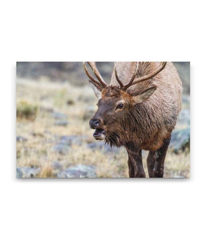 Rocky Mountain Elk, Yellowstone National Park, Montana, USA