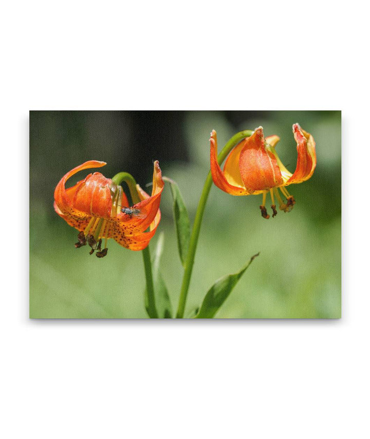 Tiger Lily, Lassen Volcanic National Park, California, USA