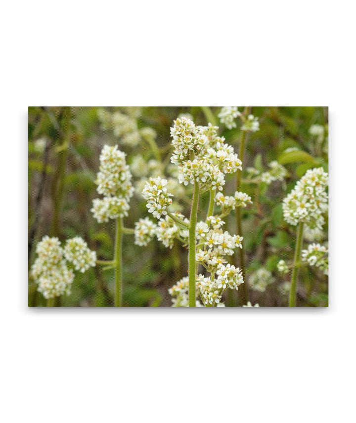 Oregon Saxifrage, William L. Finley National Wildlife Refuge, Oregon