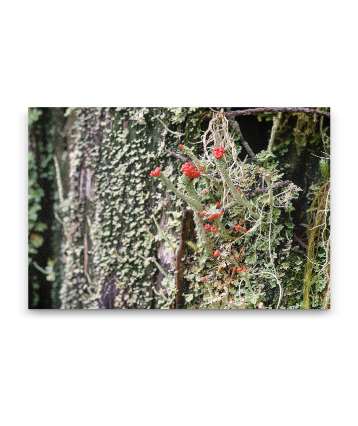 Lipstick Cladonia, Fall Creek National Recreation Trail, Willamette National Forest, Oregon