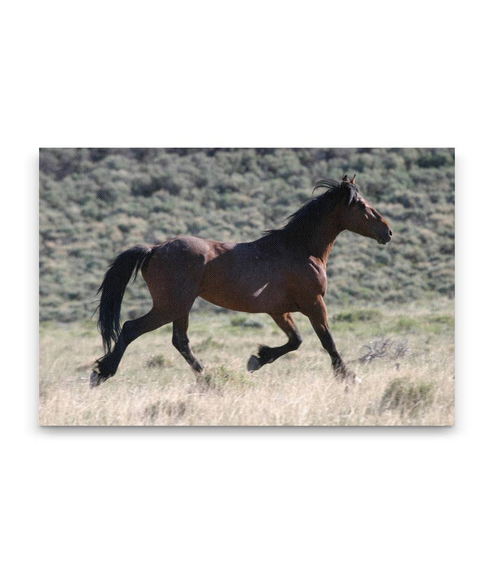 Wild horse stallion, Pilot Butte Wild Horse Scenic Tour, Wyoming