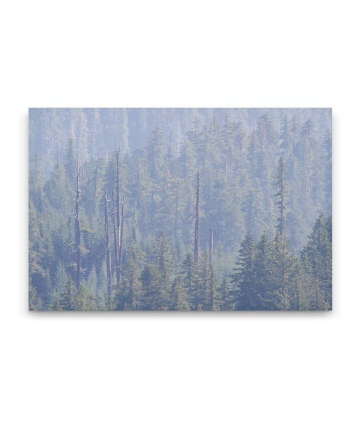 Forest and Heavy Wildfire Smoke, HJ Andrews Forest, Oregon, USA