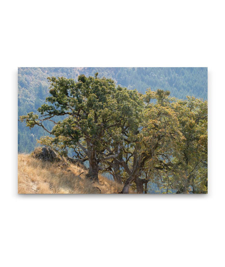 Oregon White Oaks, Dolason Prairie, Redwood National Park, California