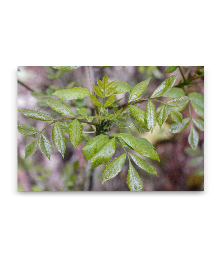 Oregon Ash, William L. Finley National Wildlife Refuge, Oregon