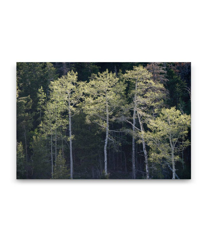 Quaking aspen, Great Basin National Park, Nevada