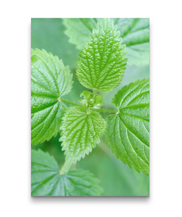 Stinging Nettle Closeup, Dorris Ranch, Springfield, Oregon