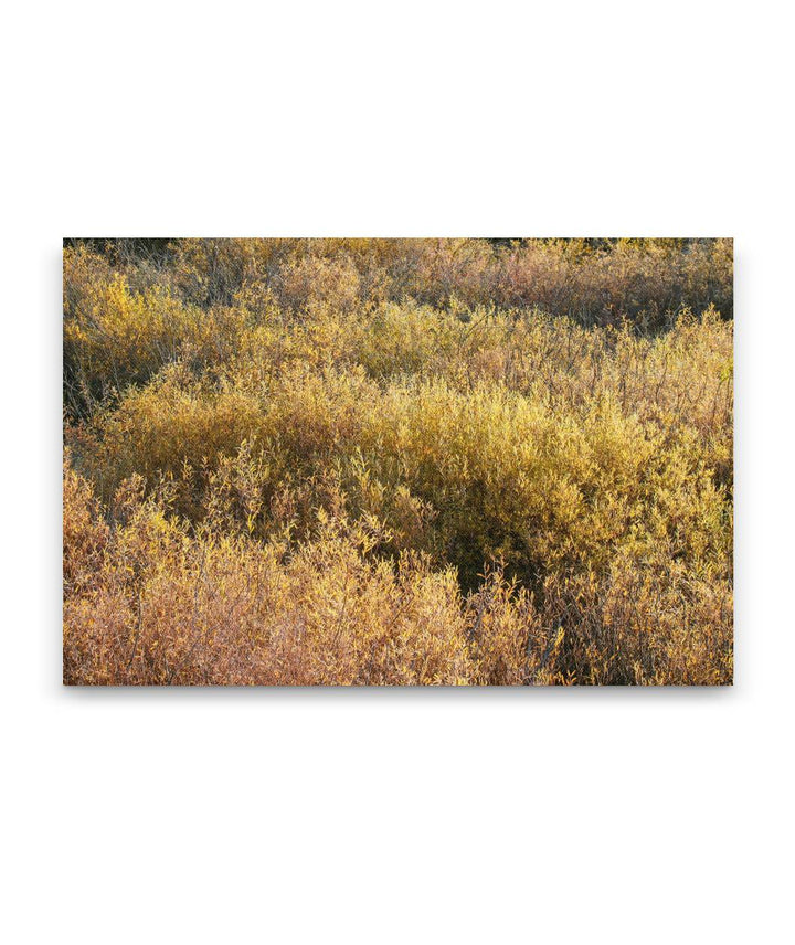 Shrubs in Autumn Along Blackfoot River, Montana, USA