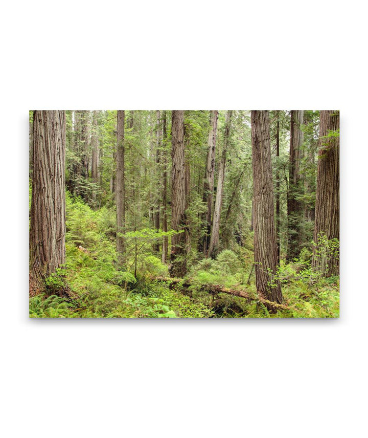 Coastal Redwood Forest, Prairie Creek Redwoods State Park, California