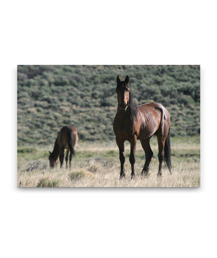 Wild horses, Pilot Butte Wild Horse Scenic Tour, Wyoming