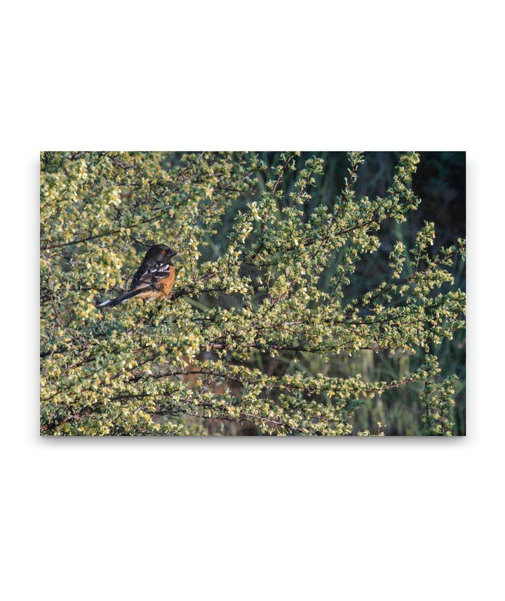 Spotted Towhee in Sagebrush, Agency Lake, Oregon, USA