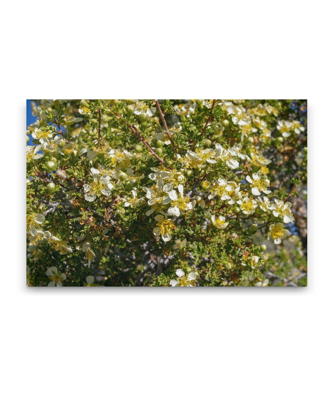 Mexican Cliffrose, Great Basin National Park, Nevada