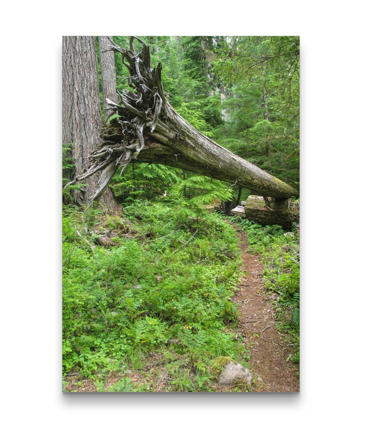 Cantilevered Red Cedar, Lookout Creek Old-Growth Trail, HJ Andrews Forest, Oregon, USA