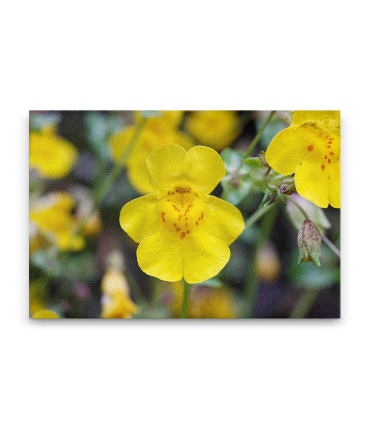 Common Monkeyflower, Fall Creek Road, Willamette National Forest, Oregon, USA