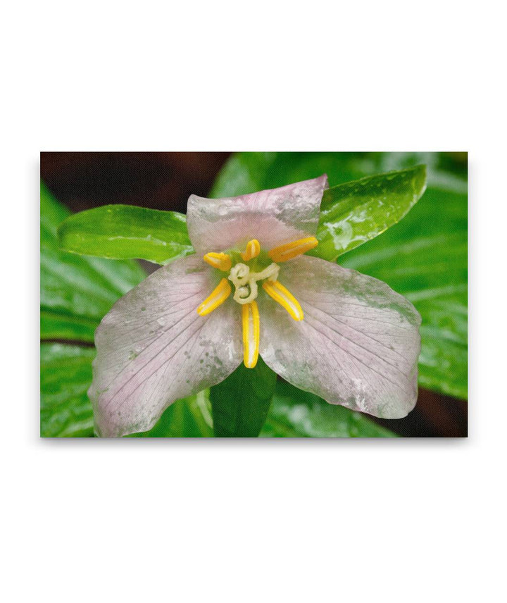 Trillium, Trillium Falls Trail, Redwood National Park, California, USA