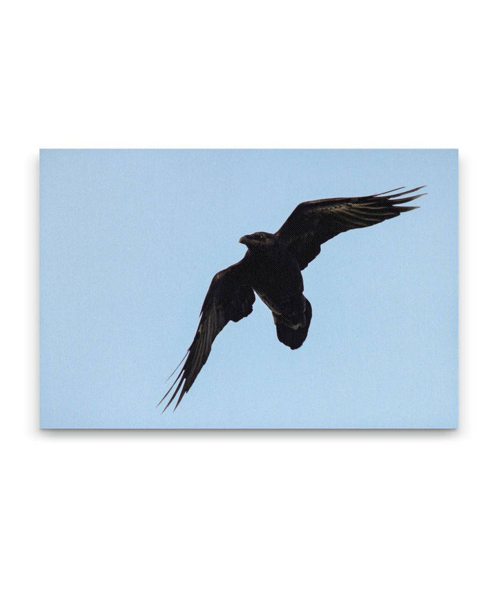 Raven in Flight, Carpenter Mountain, HJ Andrews Forest, Oregon, USA