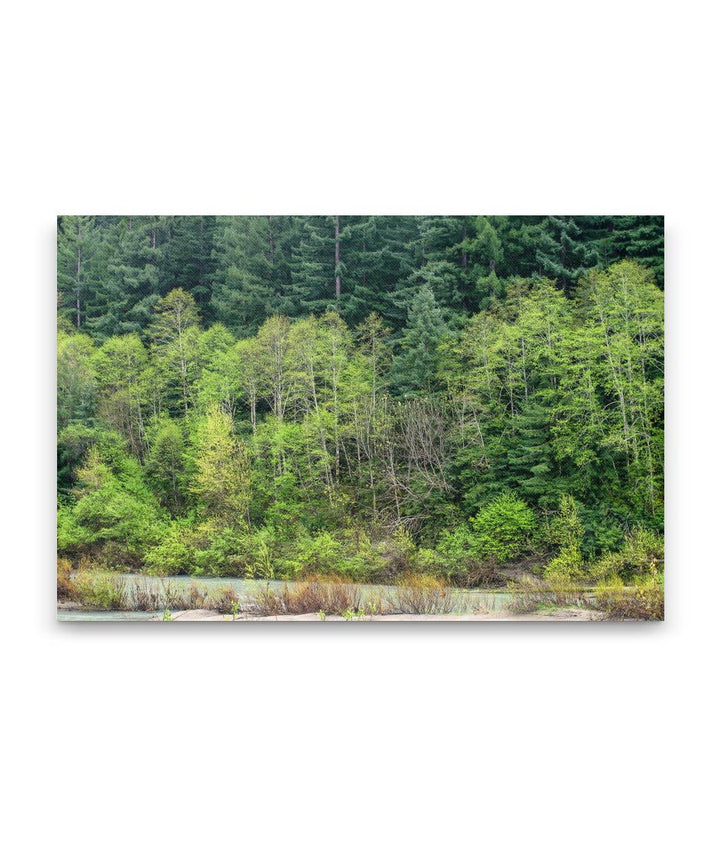 Coastal redwood forest and Red alder gallery forest, Eel River, Humboldt Redwoods State Park, California, USA