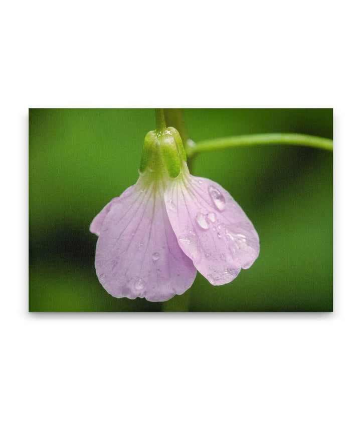 Pink-Flowering Wildflower, Humboldt Redwoods State Park, California, USA