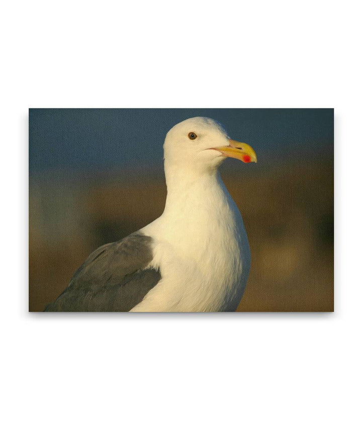 Western gull, East Anacapa Island, Channel Islands National Park, California