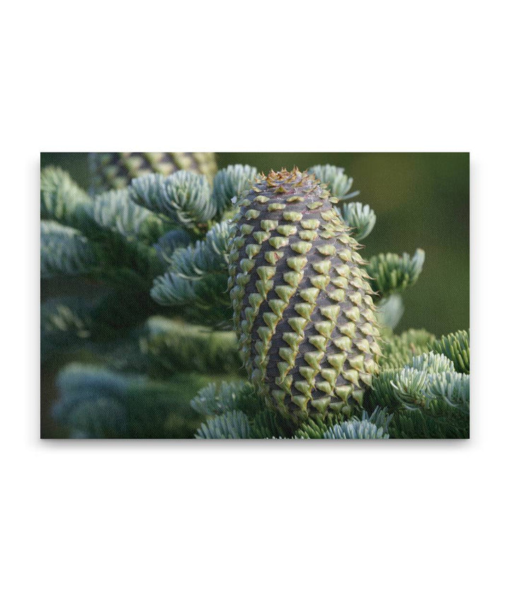 Shasta red fir, Crater Lake National Park, Oregon