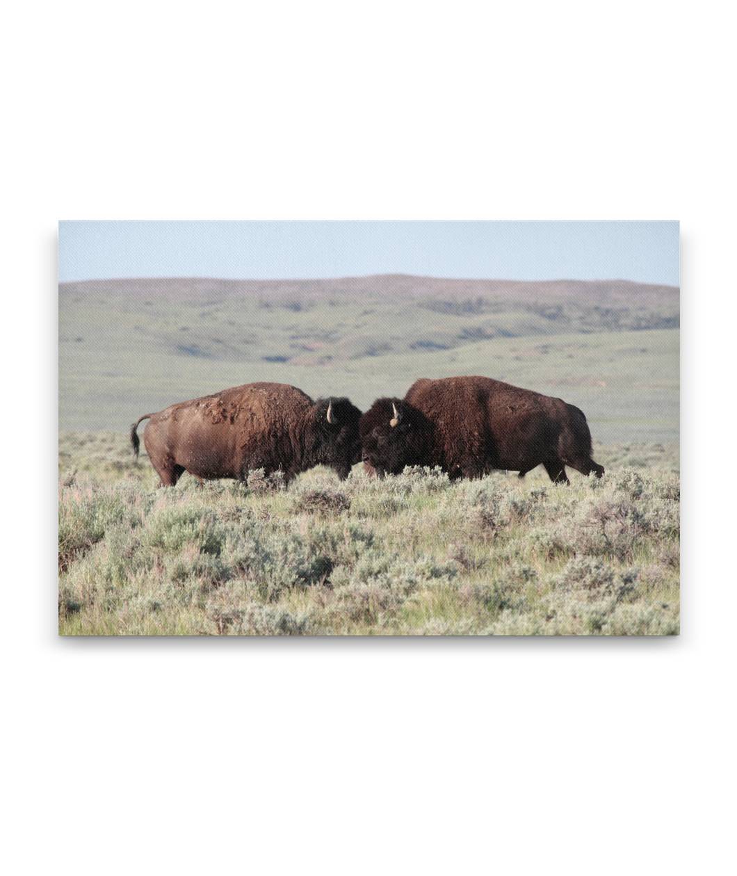 American bison bulls square off, American Prairie Reserve, Montana