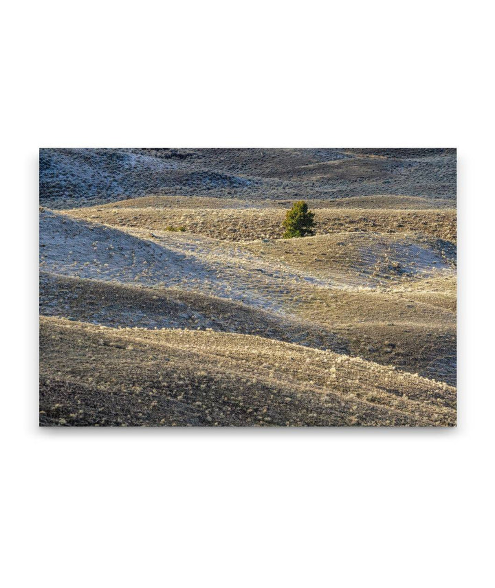 Juniper and Foothills, Yellowstone National Park, Montana