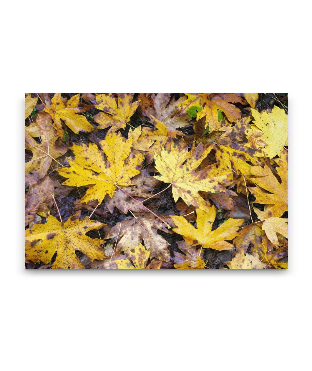 Big-Leaf Maple Fall-Colored Leaves on Ground, Willamette National Forest, Oregon