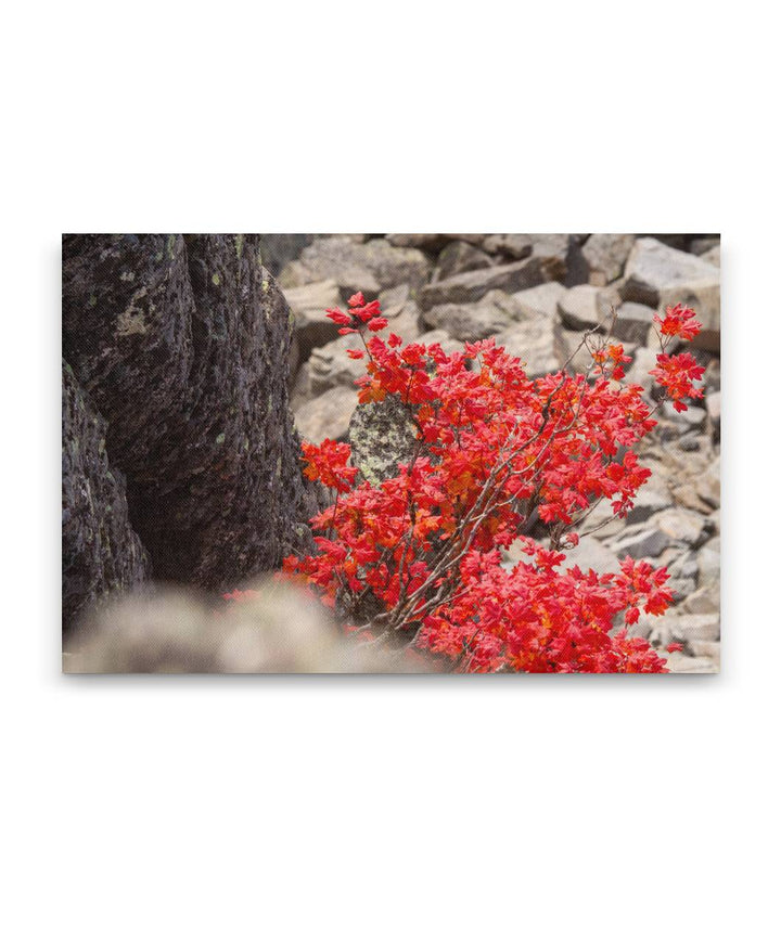 Vine Maple Fall Colors, Carpenter Mountain, HJ Andrews Forest, Oregon, USA