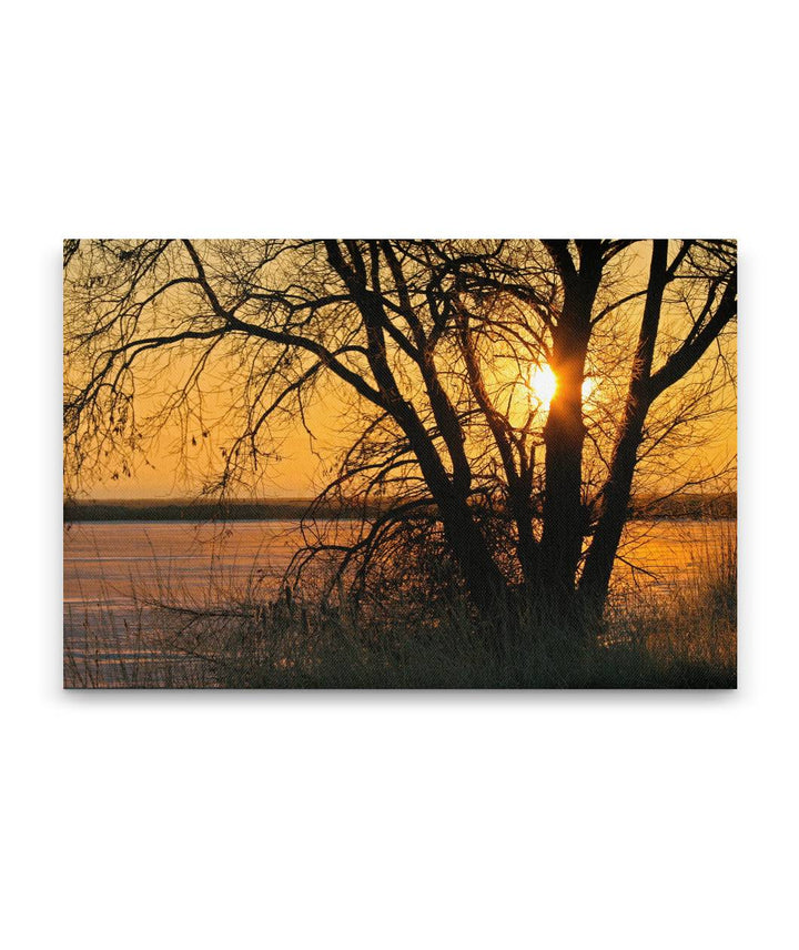 Cottonwood at Sunrise, Lower Klamath National Wildlife Refuge, California