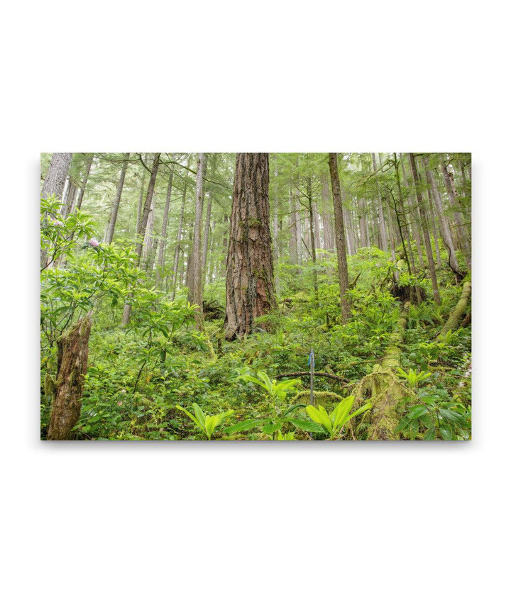 Old-Growth Forest, Reference Stand 2, H.J. Andrews Forest, Oregon