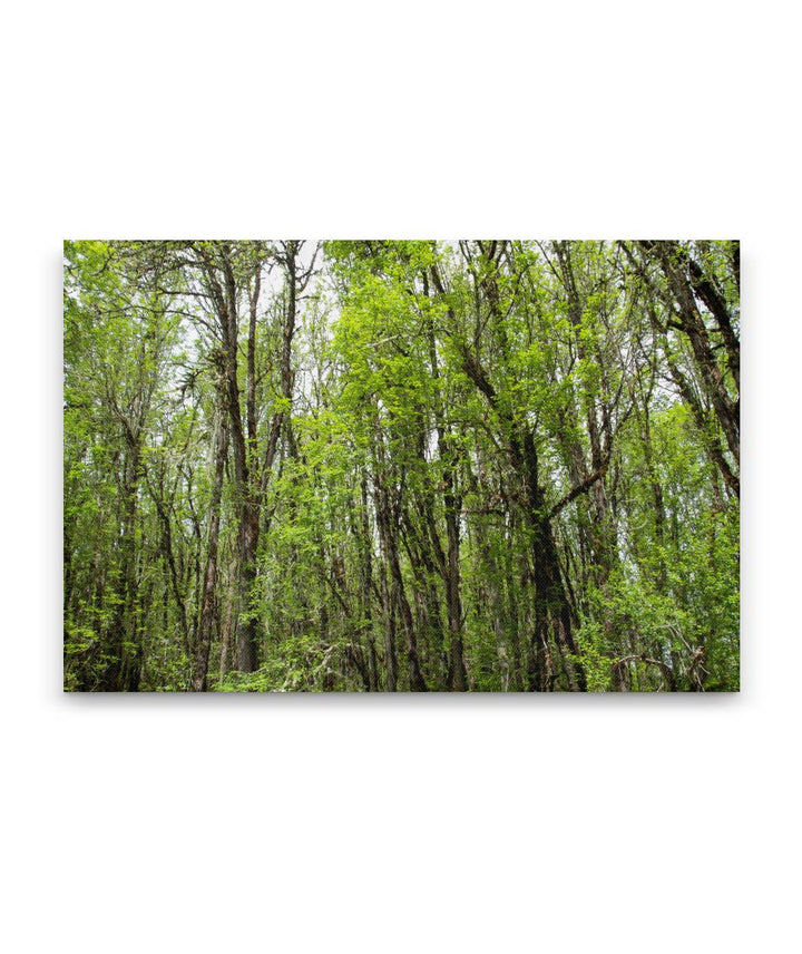 Oregon Ash Forest, William L. Finley National Wildlife Refuge, Oregon