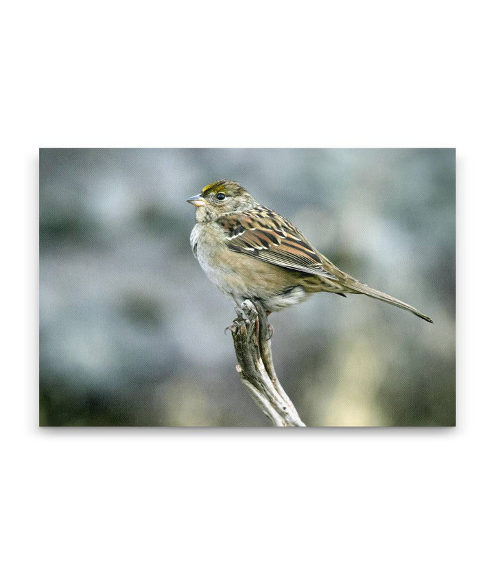 Golden-Crowned Sparrow, Tule Lake National Wildlife Refuge, California, USA