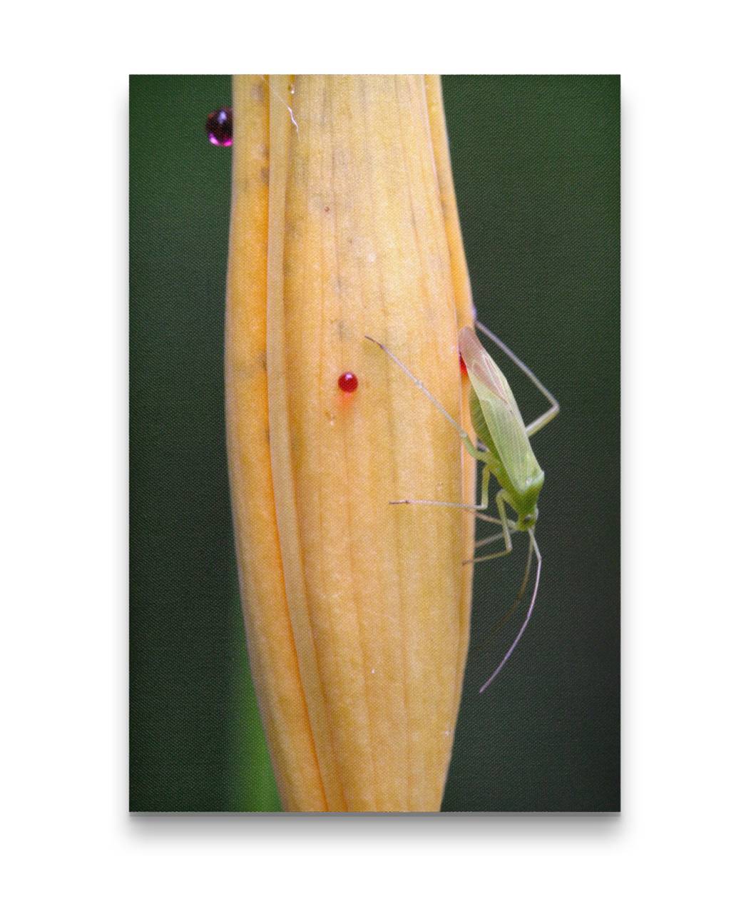 Green Capsid Laying Eggs on Leopard Lily Flower, Oregon