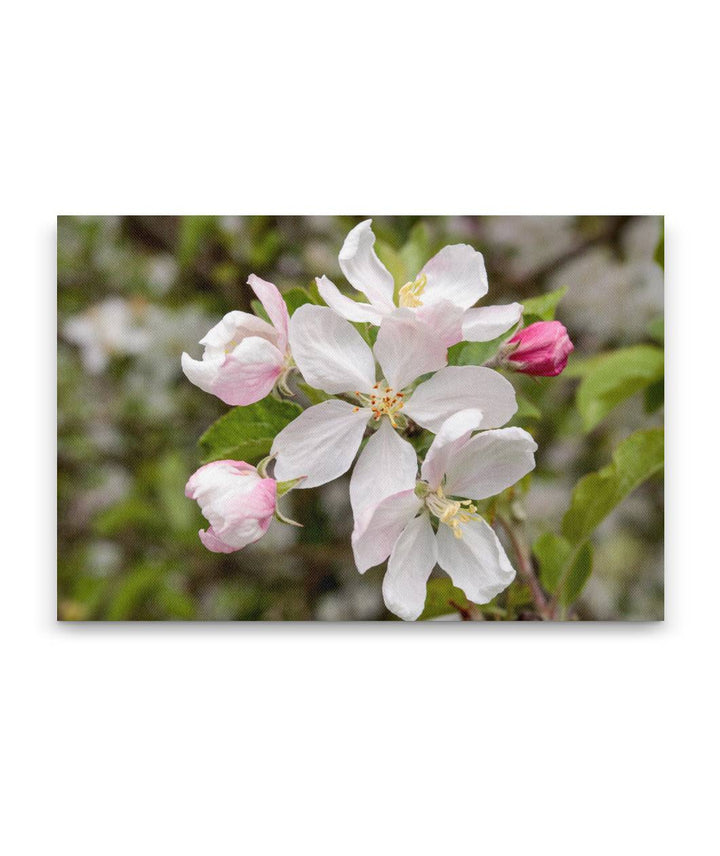 Klamath Plum, William L. Finley National Wildlife Refuge, Oregon