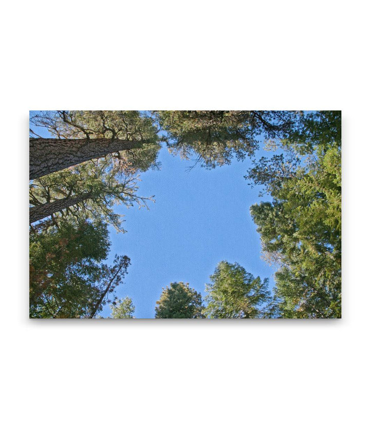 Mixed Conifer Tree Canopy, Crater Lake National Park, Oregon