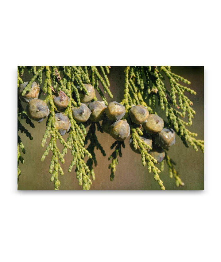 Alaska yellow cedar green cones and needles closeup, Oregon