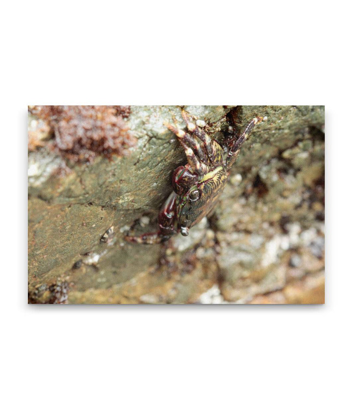 Striped Shore Crab, Martin Creek Beach Intertidal Area, Trinidad, California, USA
