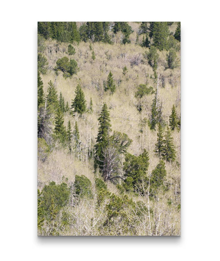 Mixed Evergreen Forest and Aspen, Great Basin National Park, Nevada