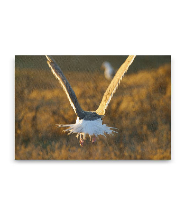 Western Gull in flight, East Anacapa Island, Channel Islands National Park, California