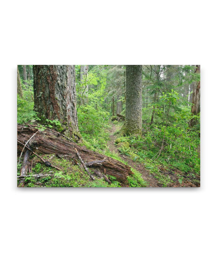 Lookout Creek Old-growth Trail, H.J. Andrews Forest, Oregon