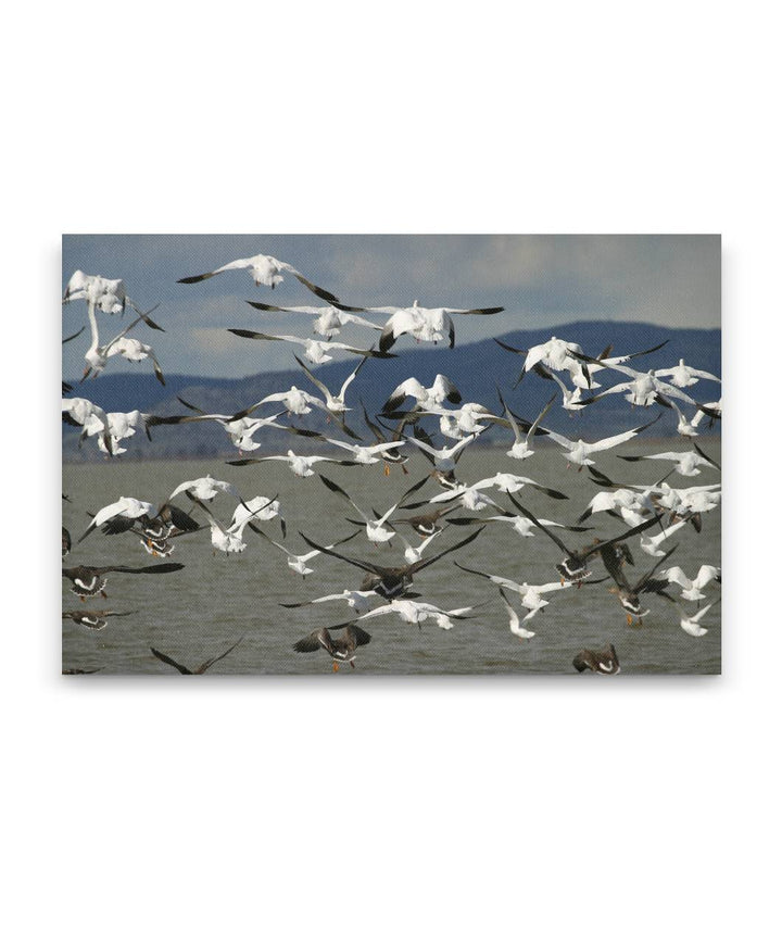 Snow Geese in Flight, Lower Klamath National Wildlife Refuge, California