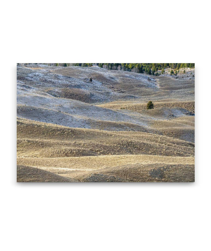 Juniper and Foothills, Yellowstone National Park, Montana